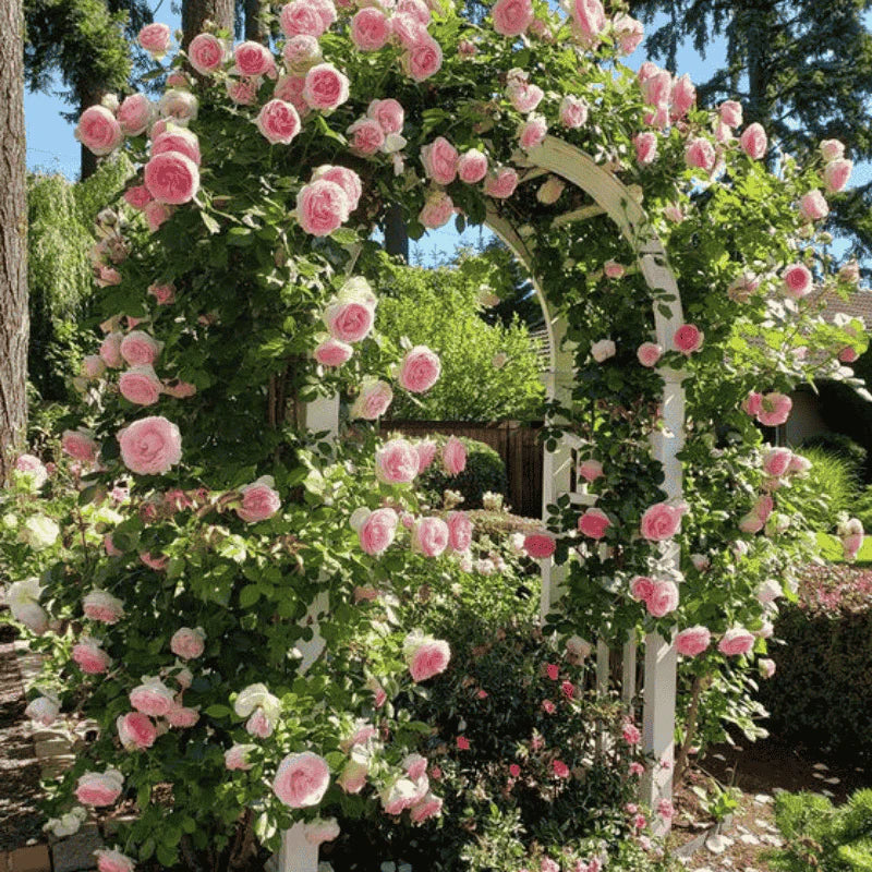 🌹 Mixed-color Climbing Rose—Year-Round Blooming (UK Imported)