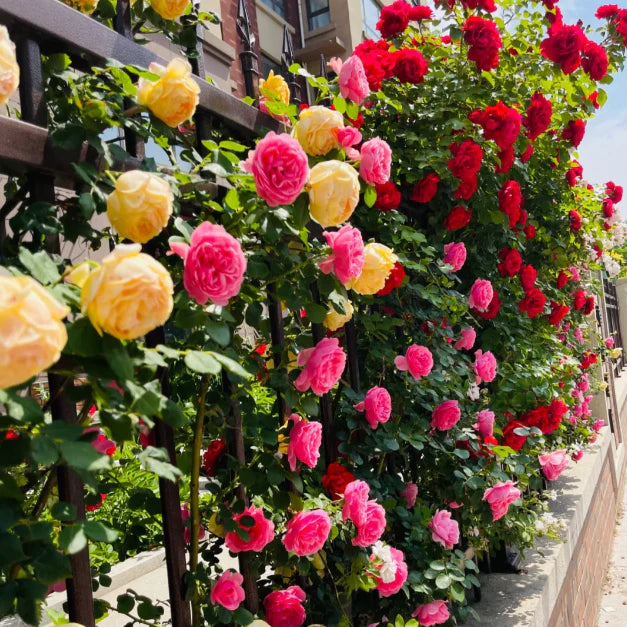 🌹 Mixed-color Climbing Rose—Year-Round Blooming (UK Imported)
