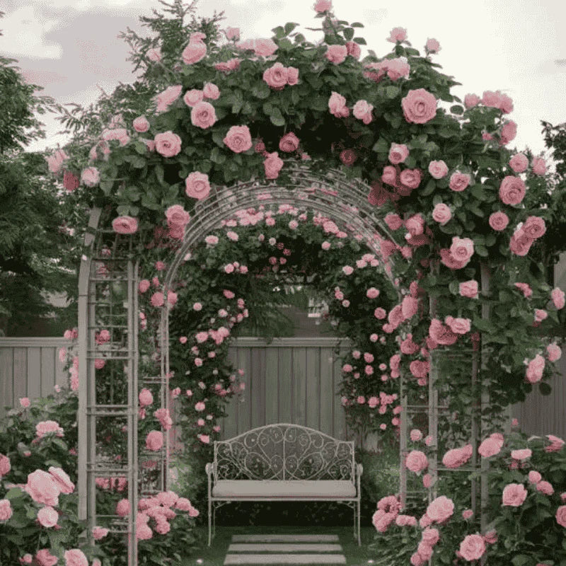 🌹 Mixed-color Climbing Rose—Year-Round Blooming (UK Imported)