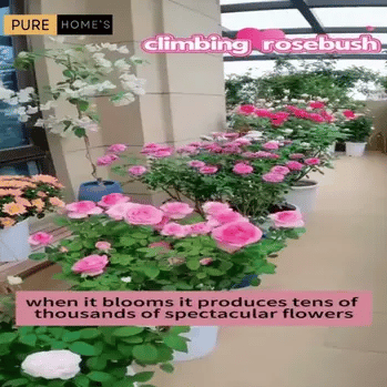 🌹 Mixed-color Climbing Rose—Year-Round Blooming (UK Imported)